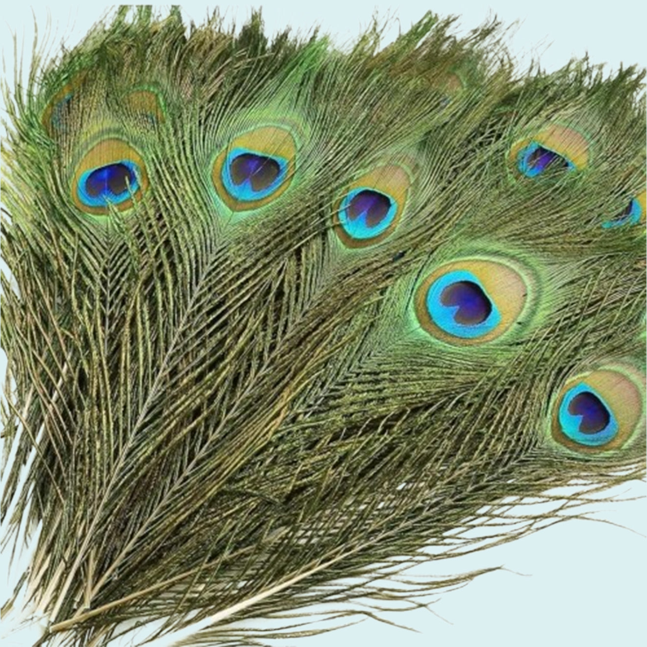 Natural Peacock Feathers