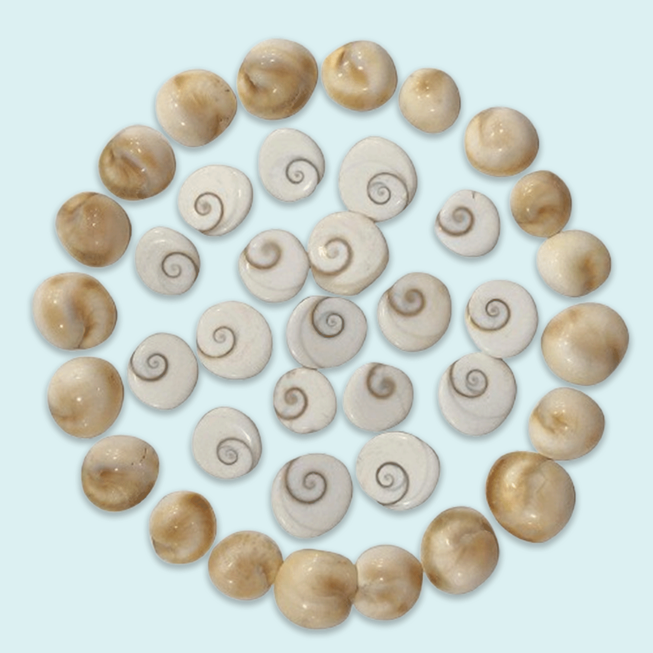 Gomti Chakra
