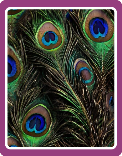 Natural Peacock Feathers